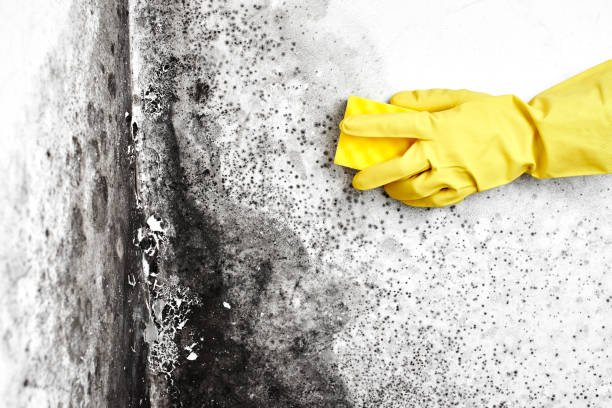 Mold Removal Process in Burley, ID