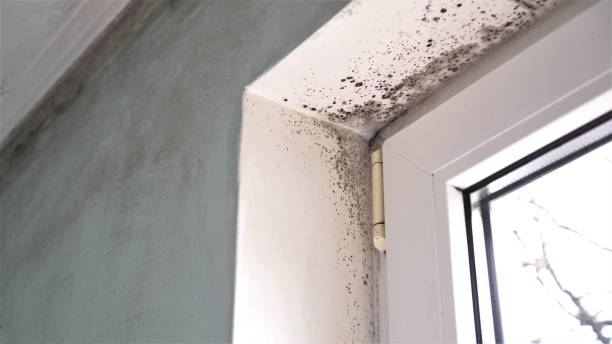 Mold Removal and Inspection in Burley, ID