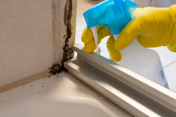 Best Professional Mold Removal  in Burley, ID
