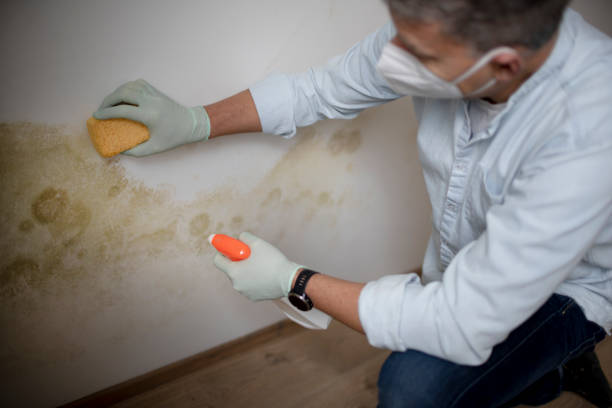 Best Office Mold Removal Services  in Burley, ID