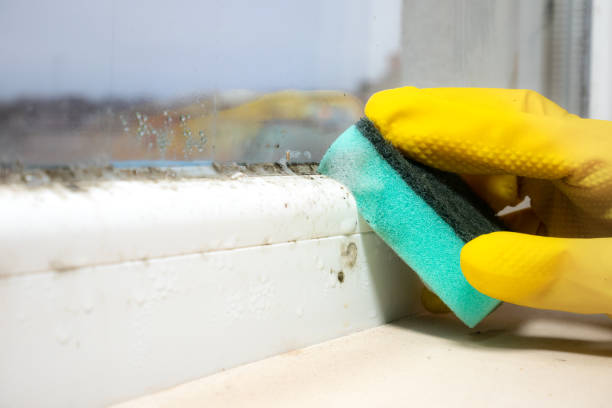 Best Black Mold Removal  in Burley, ID