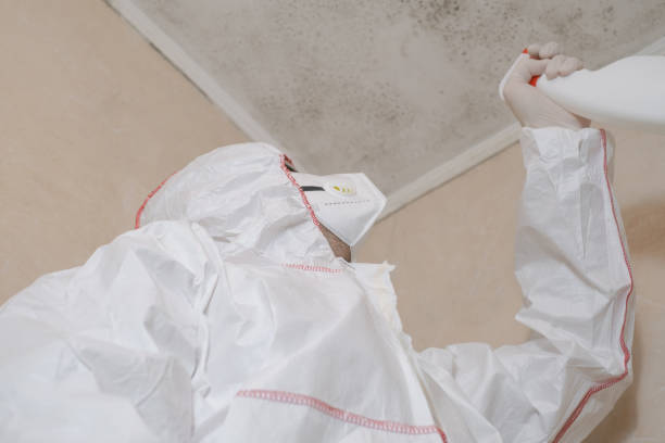 Best Mold Testing  in Burley, ID