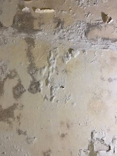  Burley, ID Mold Removal Pros
