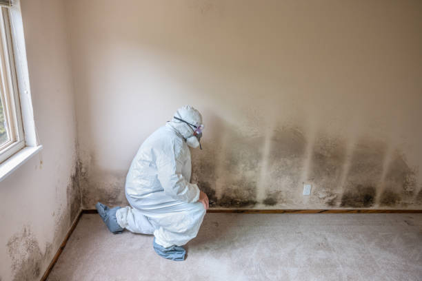 Best Mold Damage Repair  in Burley, ID