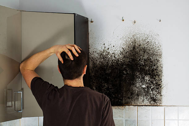 Professional Mold Removal in Burley, ID