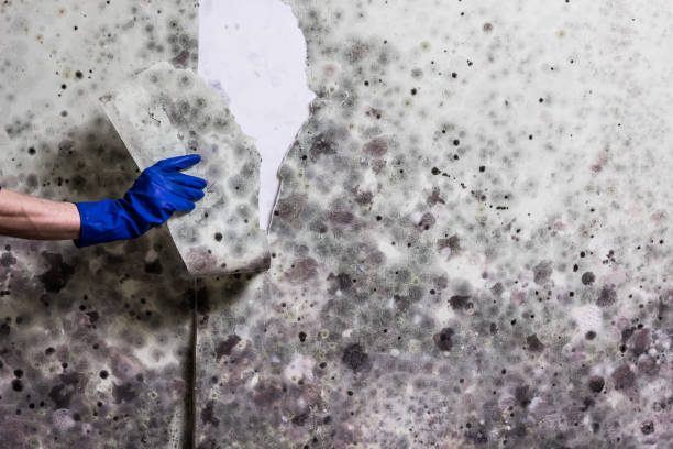 Crawl Space Mold Removal in Burley, ID