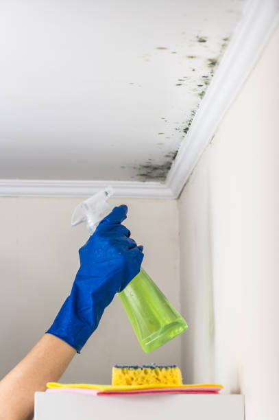 Best Crawl Space Mold Removal  in Burley, ID