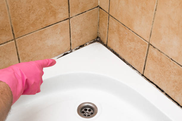 Best Best Mold Removal Companies  in Burley, ID